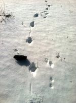 Wolf tracking a rabbit in the Rocky Mountains of Montana