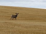 Mule deer in Idaho