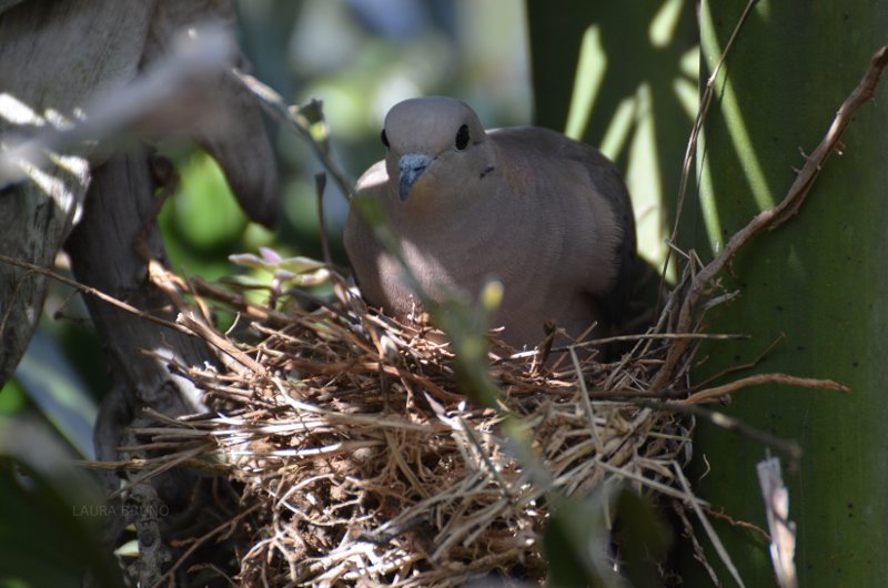 Brazilian bird guarding nest.
