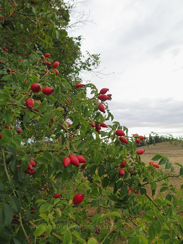 Rose Hips with Vitamin C