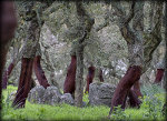 Cork Trees in Budduso, Province of Olbia, Sardinia, Italy