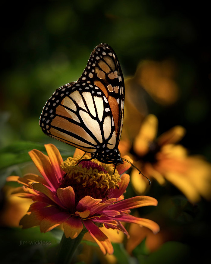 Full grown Monarch Butterfly in Lincoln, Nebraska
