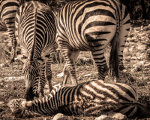 Zebras at the Wildlife Ranch in San Antonio, TX.