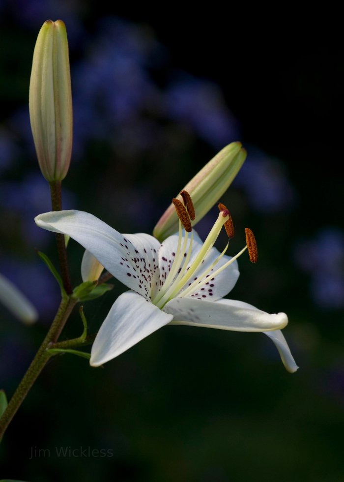 Gorgeous flowers in Lincoln, Nebraska