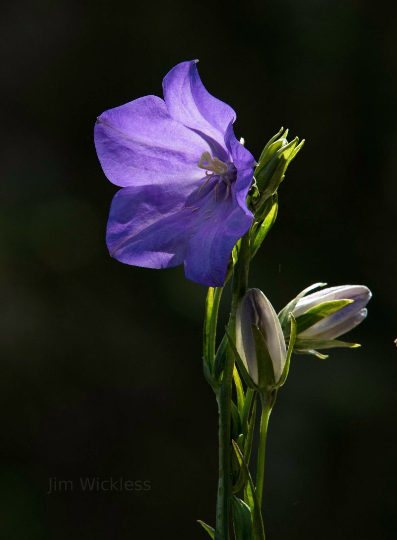 Balloon flowers in Lincolnville, Maine