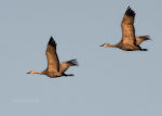 Sandhill Cranes near Gibbon, Nebraska