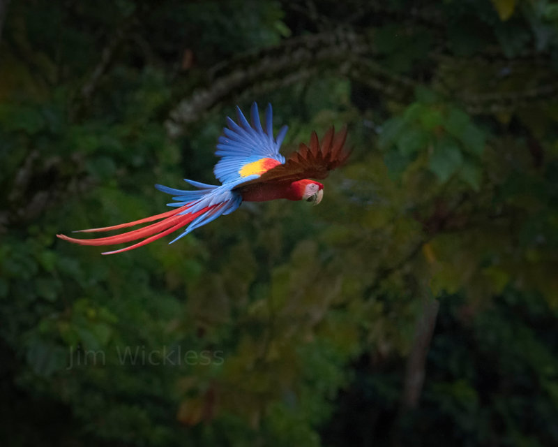 Macaw in Central Costa Rica
