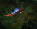 Macaw in Central Costa Rica