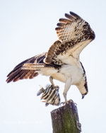 Osprey with  a fish in Southwest Florida
