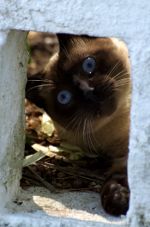 Cat peeping through a block in Brazil