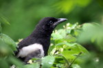Magpie in spring