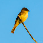 Pretty yellow bird in San Antonio