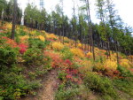 Fall foliage in Montan