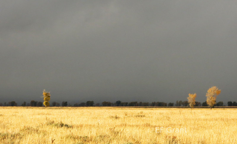 A Field in Jackson, WY