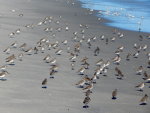 Sand Pipers all over the beach near Avalon, NJ