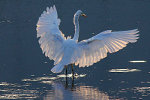 Great Egret stretches its wings in Michigan
