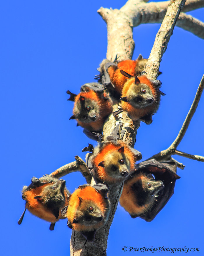 Grey headed flying foxes in Dandenong Ranges, Victoria, Australia