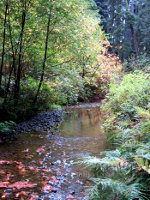 Creek in Oregon