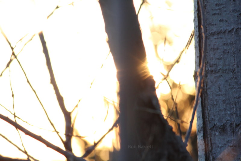 evening light filtered through Minnesota trees