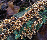 Lichen and fungus at Cooper