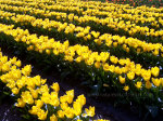 Pretty Yellow Tulips in Skagit Valley
