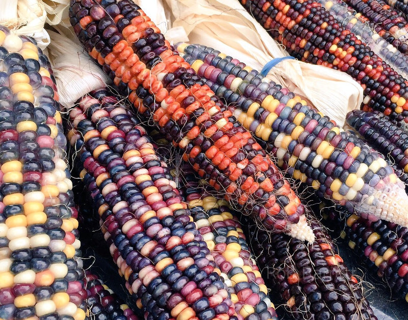 Corn on the cob for Halloween