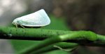 White Moth in Indiana