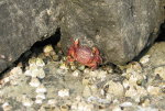 Crab in Washington State.