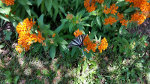Butterfly in Virgina