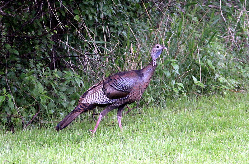Turkey in Minnesota
