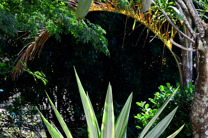 Ferns in Brazil