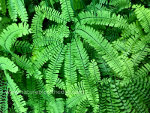 Maidenhair Fern in Quinault Rainforest Olympic National Fire