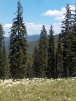 Bear Grass on Lolo Pass
