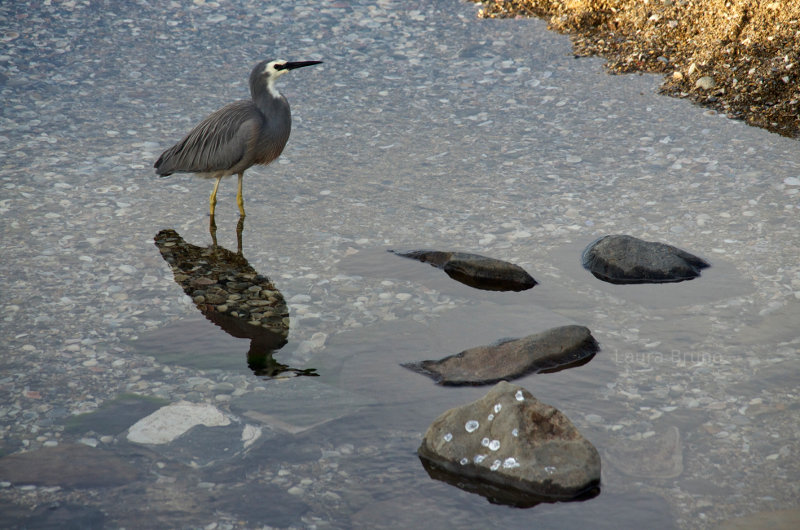 Bird in Brazil