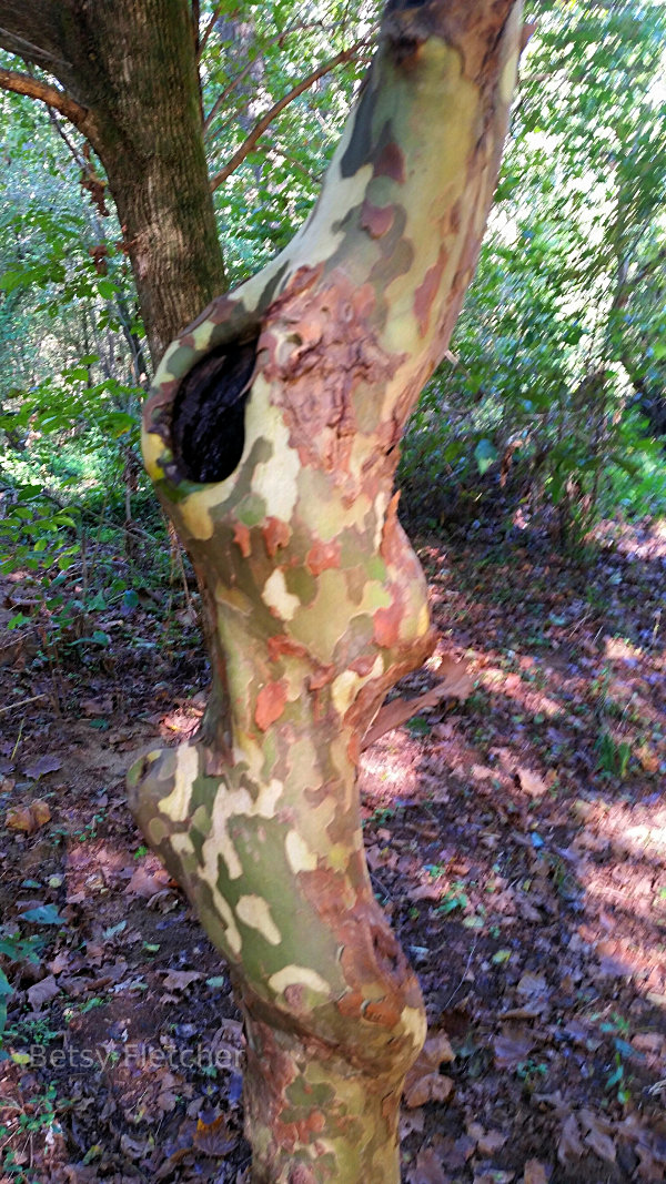 Sycamore in Virginia