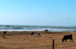 Cattle and the Coast in Northern California