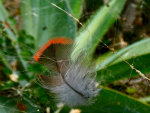 Feather caught in a spider web on Norfolk Island, Australia