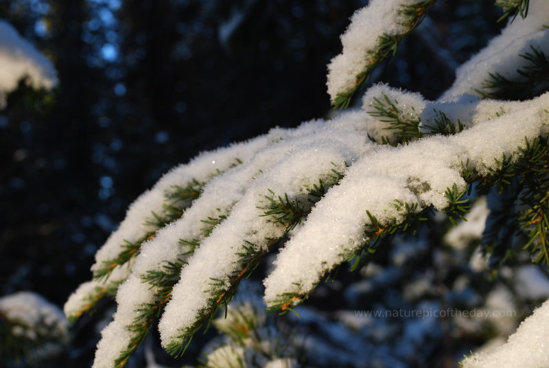 Snow on needles in Montana.