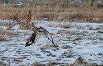 Red-tailed Hawk looking for a field mouse in Idaho