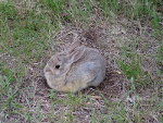Rabbit in Montana