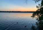 Ducks swim in Lake Harriet in Minnesota