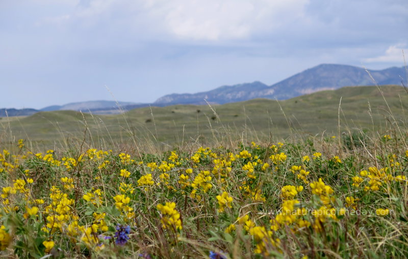 Flowers in Montana