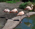 Flamingos at Woodland Park Zoo
