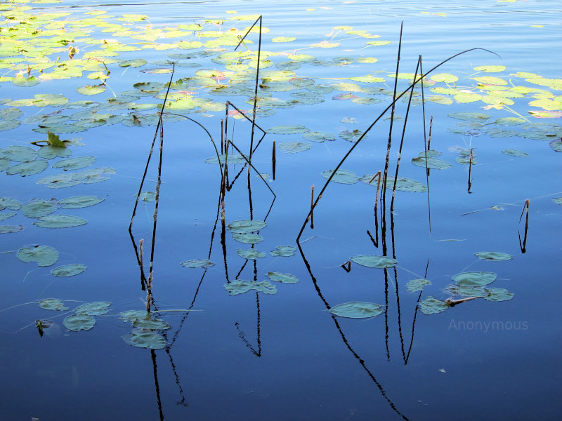 Lily pads at Lake Lily, Maitland, Florida