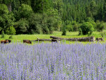 Purple Lupine and brown cows in Montana