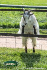 Goat at Rare Breads Farm Totness, UK