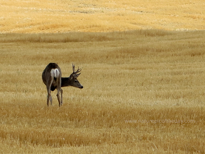 Buck in a wheat field.