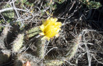 Prickly Pear In The Desert