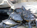 Turtles in a pile