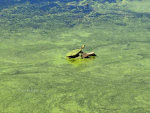 Turtle in a lake in Minnesota